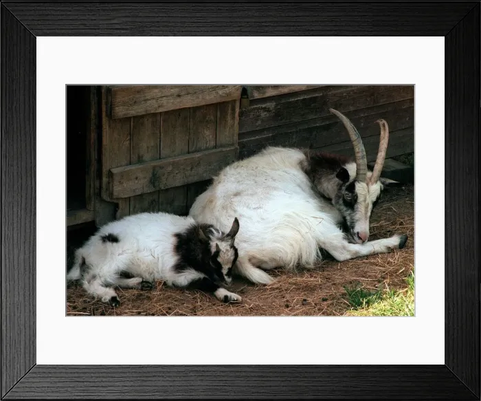 Framed Print : Bagot Goat and Kid Aldenham Country Park July 1996 Framed Print : Bagot Goat and Kid Aldenham Country Park July 1996