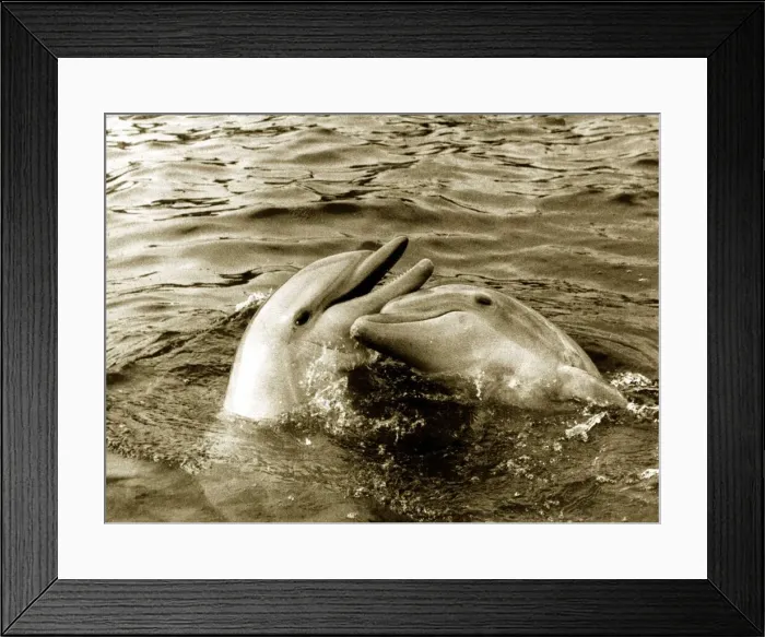 Framed Print : Dolphins swimming and playing together circa 1985 Framed Print : Dolphins swimming and playing together circa 1985