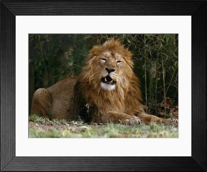 Framed Print : Animals Lions Arfur the Lion shows his face to visitors at the zoo January 1993 Framed Print : Animals Lions Arfur the Lion shows his face to visitors at the zoo January 1993