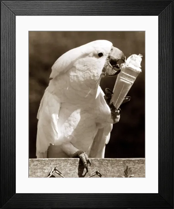 Framed Print : Birds - Cockatoo - July 1981 enjoying a icecream cone in the hot weather Framed Print : Birds - Cockatoo - July 1981 enjoying a icecream cone in the hot weather