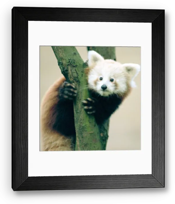 Framed Print : Red Panda cubs at Bristol Zoo A Red Panda cub sitting on branch of Tree November 1997 Framed Print : Red Panda cubs at Bristol Zoo A Red Panda cub sitting on branch of Tree November 1997