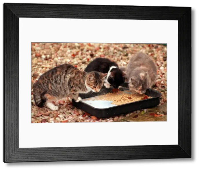 Framed Print : Cats at Sheriff Kieran McLernans holiday farm Peockstone Farm Framed Print : Cats at Sheriff Kieran McLernans holiday farm Peockstone Farm