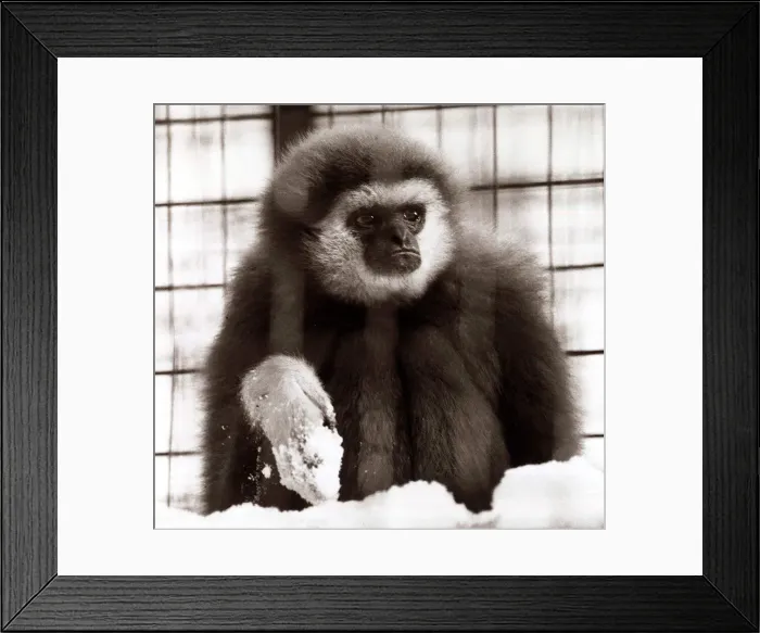 Framed Print : Monkey at London Zoo- January 1982 Framed Print : Monkey at London Zoo- January 1982