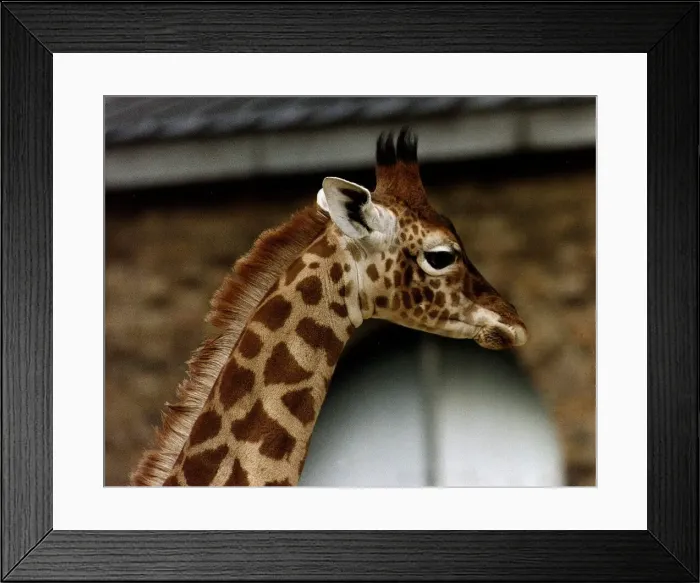 Framed Print : Animals Giraffes May 1995 Framed Print : Animals Giraffes May 1995