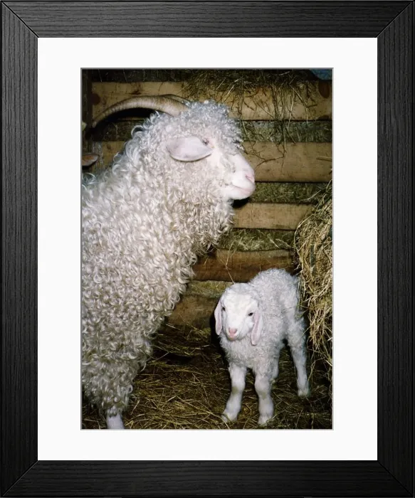 Framed Print : Lucy and Bazza two Angora sheep owned by the Alvah Handweavers company circa 1996 Framed Print : Lucy and Bazza two Angora sheep owned by the Alvah Handweavers company circa 1996