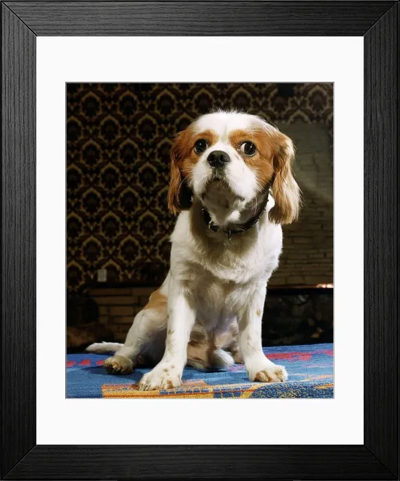 Framed Print : King Charles Spaniel April 1993