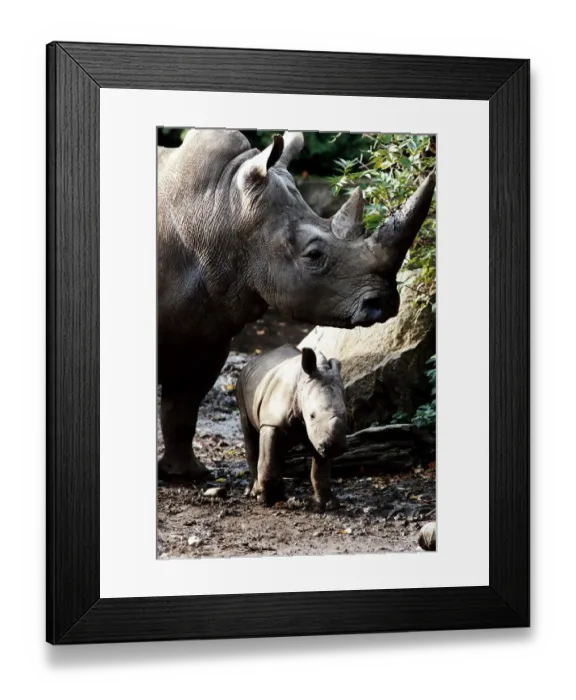 Framed Print : Rhino adult and baby rhino in the wild circa 1994