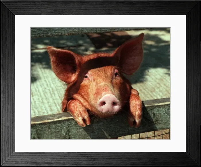Framed Print : Tamworth pig at Aldenham Country Park July 1996 Framed Print : Tamworth pig at Aldenham Country Park July 1996