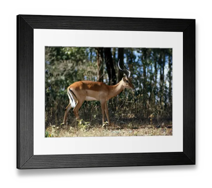 Framed Print : Nairobi Game Park in Kenya Gazelle February 1971