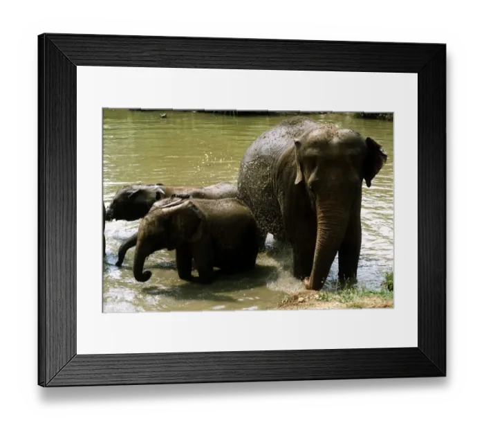 Framed Print : Mother elephant with two baby elephants standing in water having a bath July 1994