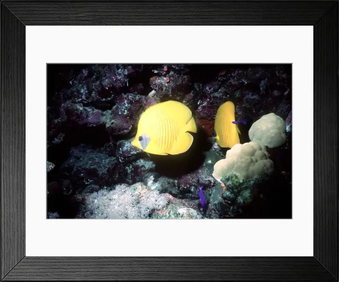 Framed Print : Emperor fangel fish in the Red Sea circa 1988 Framed Print : Emperor fangel fish in the Red Sea circa 1988