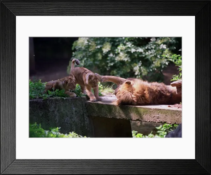 Framed Print : A lion called Kamal with two of its cubs at London Zoo June 1999 Framed Print : A lion called Kamal with two of its cubs at London Zoo June 1999