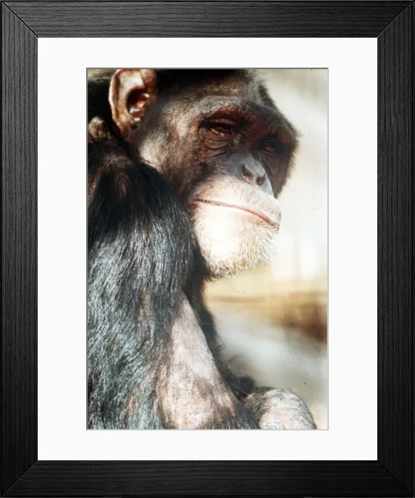 Framed Print : Chimp April 1991 Framed Print : Chimp April 1991