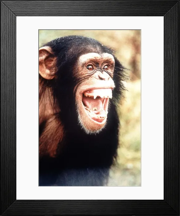 Framed Print : Paco the Chimp. People readers help Paco the chimp to escape torture on Spanish beaches Framed Print : Paco the Chimp. People readers help Paco the chimp to escape torture on Spanish beaches