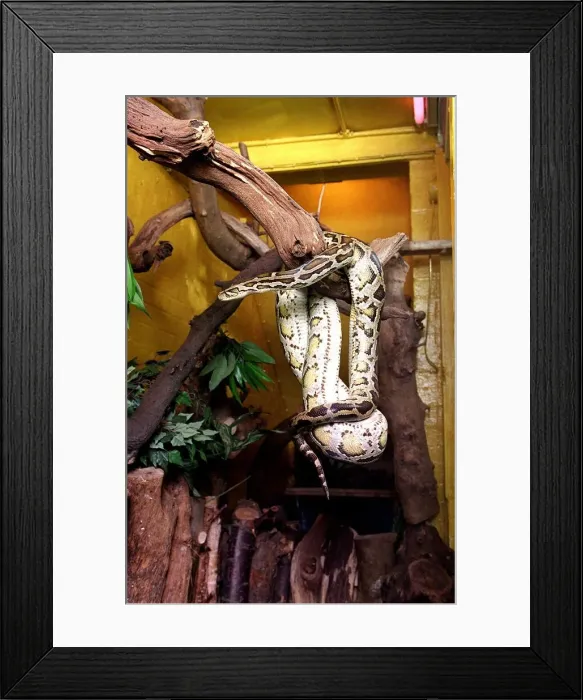 Framed Print : Snake - Boa Constrictor on a tree August 1998 Framed Print : Snake - Boa Constrictor on a tree August 1998