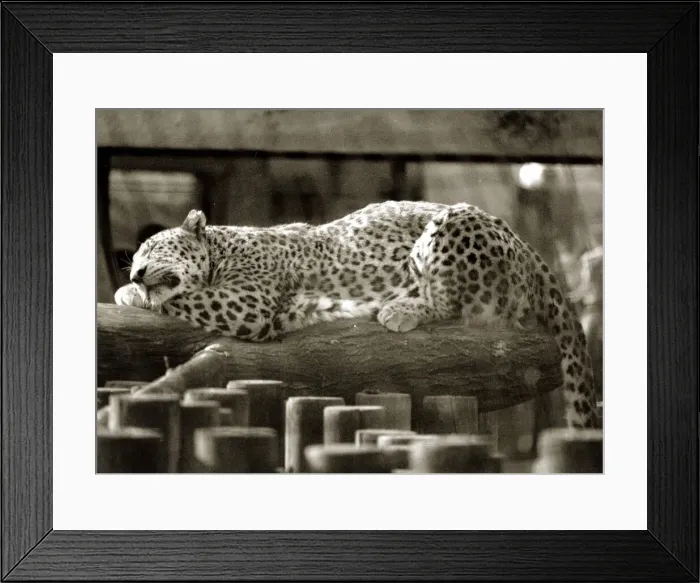Framed Print : Fritz the Leopard relaxes in the sun - May 1990 Framed Print : Fritz the Leopard relaxes in the sun - May 1990
