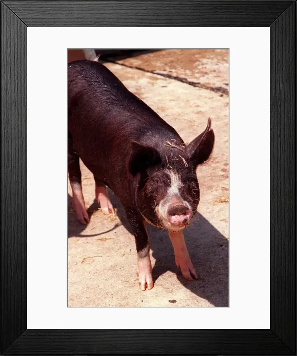 Framed Print : Berkshire pig at Aldenham Country Park July 1996 Framed Print : Berkshire pig at Aldenham Country Park July 1996