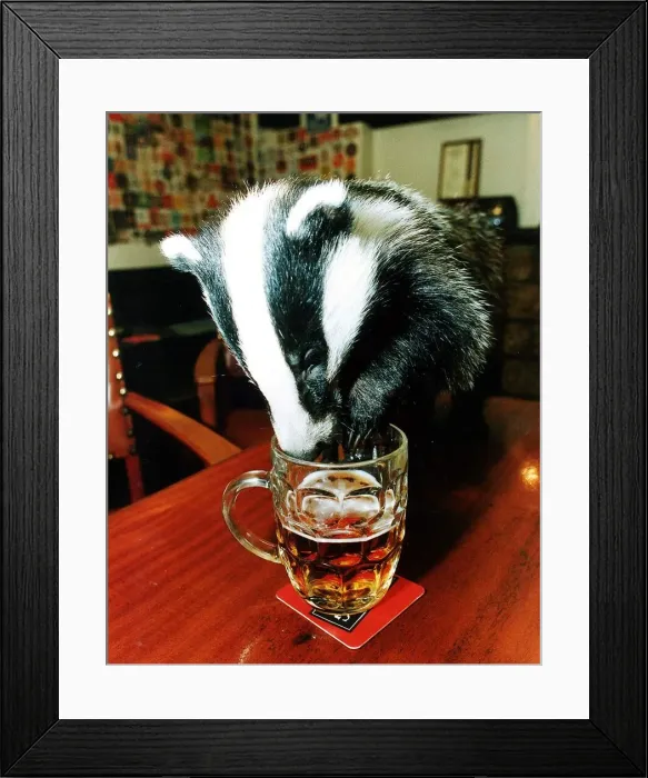 Framed Print : Teka the Badger makes a real beast of herself with a beer Framed Print : Teka the Badger makes a real beast of herself with a beer