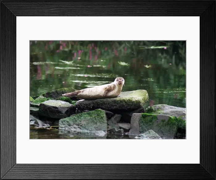 Framed Print : A seal spotted in the River Clyde at Dalmarnock sits on a rock Framed Print : A seal spotted in the River Clyde at Dalmarnock sits on a rock