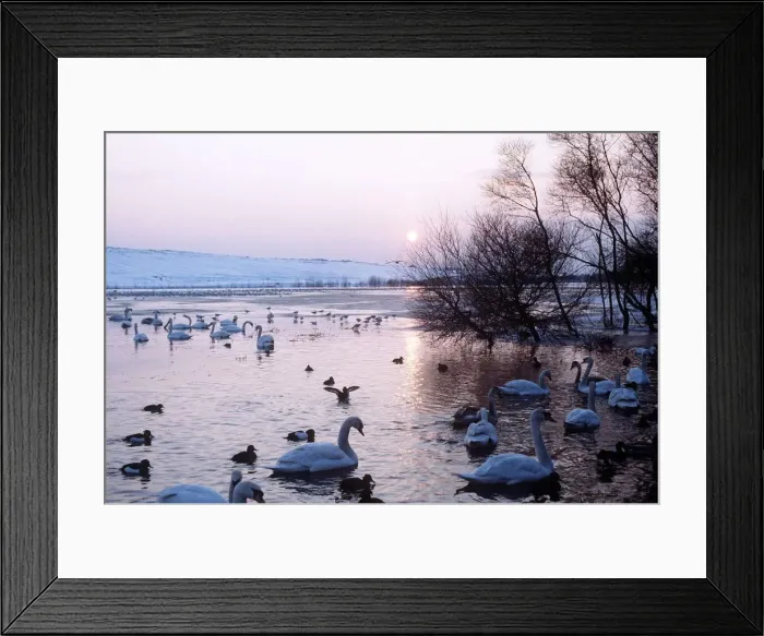 Framed Print : Swans and Ducks on a pond- 1978 Fairburn, Yorkshire Framed Print : Swans and Ducks on a pond- 1978 Fairburn, Yorkshire
