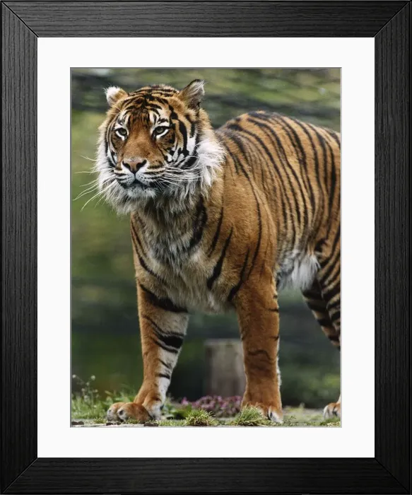 Framed Print : One of two tigers given to school girl Andre Taylor by a circus December 1993 Framed Print : One of two tigers given to school girl Andre Taylor by a circus December 1993