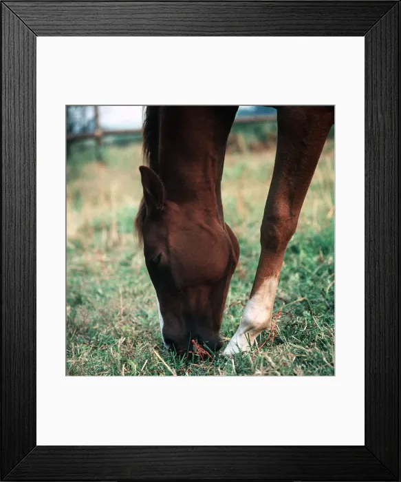 Framed Print : Horse in a field circa 1975 Framed Print : Horse in a field circa 1975