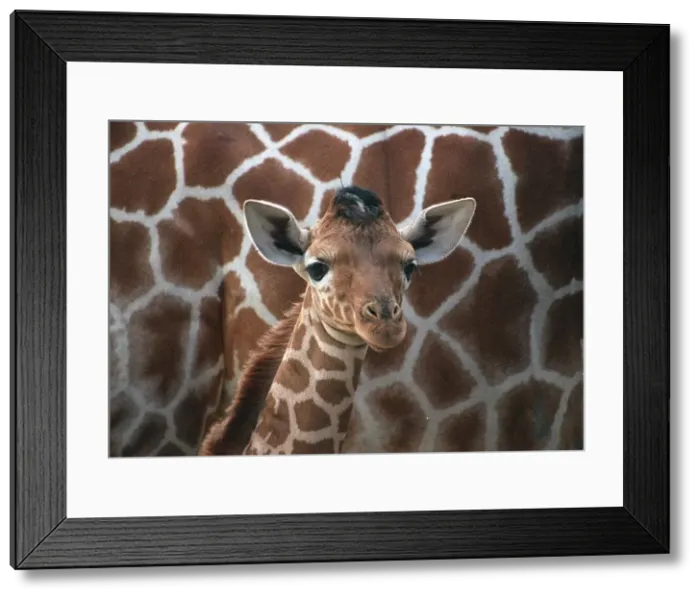 Framed Print : Baby giraffe at Whipsnade Wild Animal Park born on Thursday 20 June in front of its