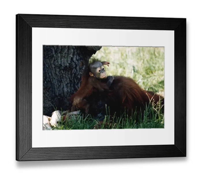 Framed Print : Baby Orang-utan in long grass holding onto older monkey Mother by a tree December