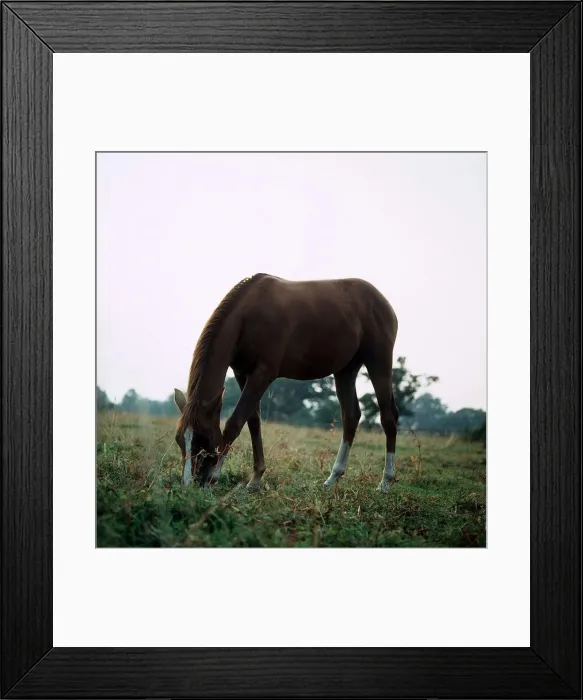 Framed Print : Horse grazing in a field circa 1975 Framed Print : Horse grazing in a field circa 1975