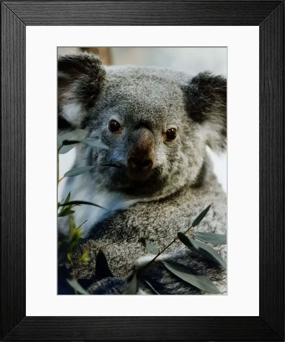 Framed Print : One of the Mirror sponsored Koala Bears circa 1995