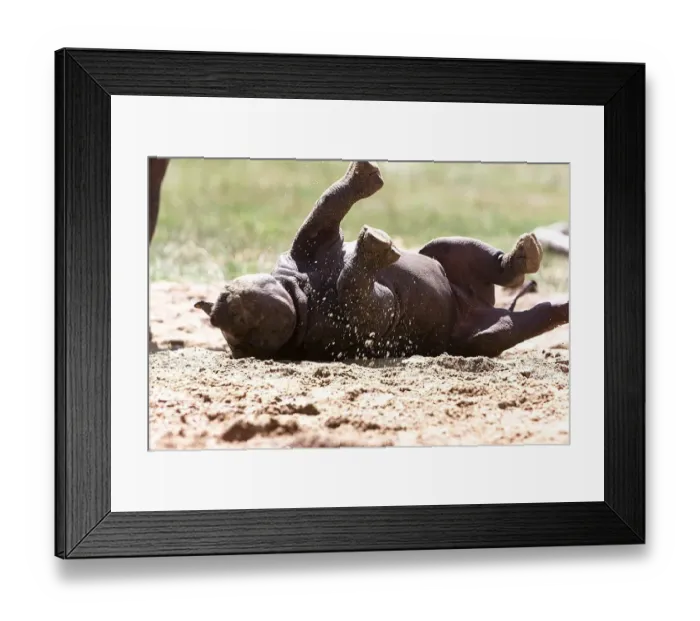 Framed Print : Rare black rhino born at Port Lympe Zoo August 1999 She is six weeks old Framed Print : Rare black rhino born at Port Lympe Zoo August 1999 She is six weeks old