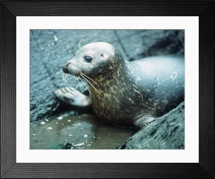 Framed Print : Seal - May 1991