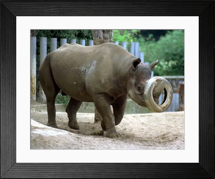 Framed Print : Jos the Black Rhino hot and tired August 1999 as the heatwve continues the animals Framed Print : Jos the Black Rhino hot and tired August 1999 as the heatwve continues the animals
