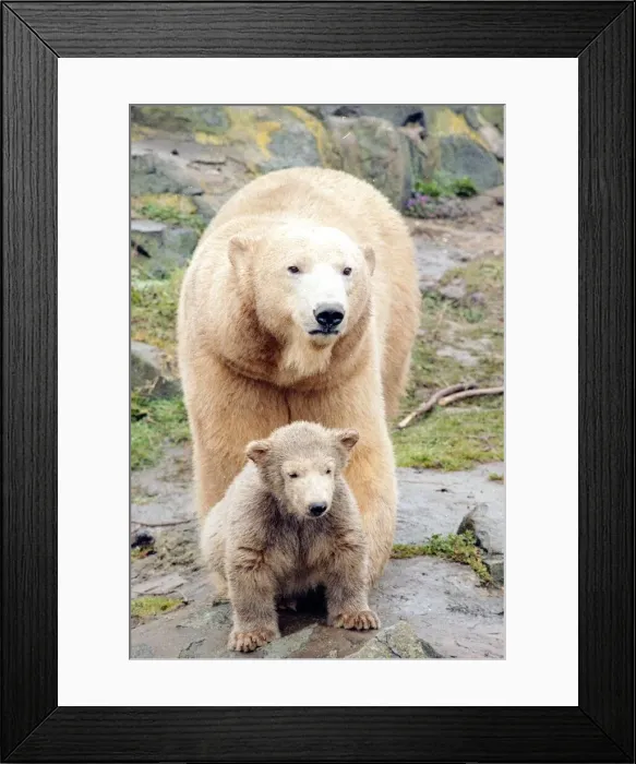 Framed Print : Polar bear with cub March 1992 Framed Print : Polar bear with cub March 1992