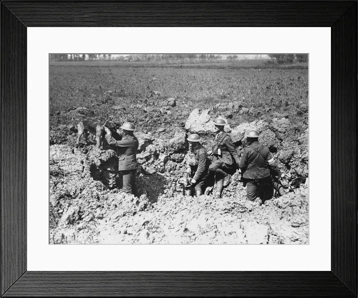 Framed Print : A messenger dog carrying orders arrives at a trench occupied by British soldiers World Framed Print : A messenger dog carrying orders arrives at a trench occupied by British soldiers World