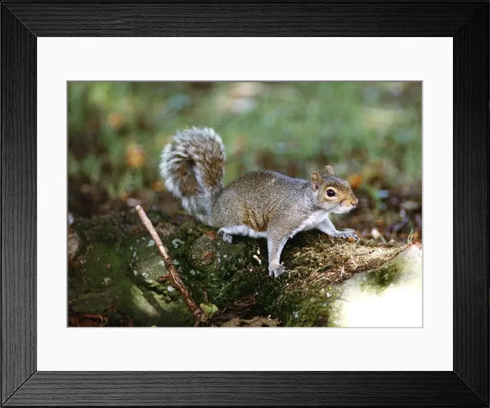 Framed Print : Squirrel on a log February 1993