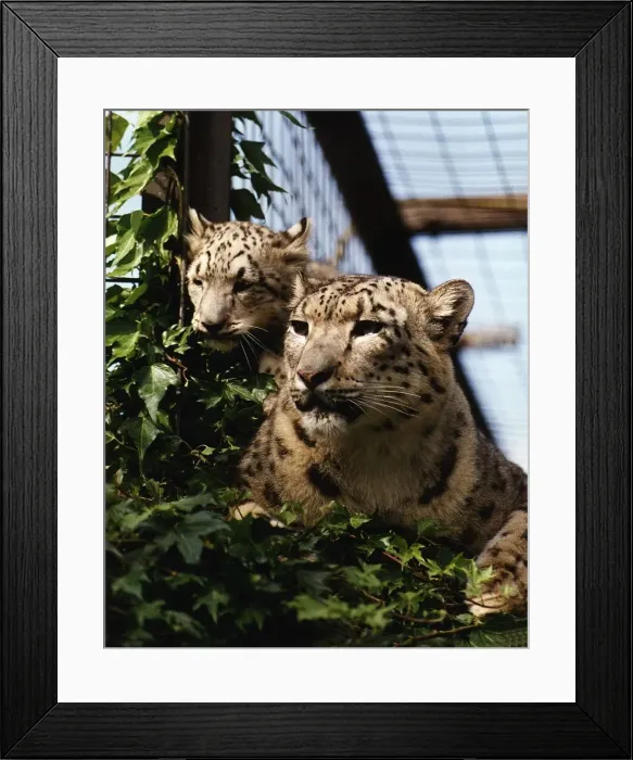 Framed Print : Snow leopard cub Raisa with mother Sham August 1993