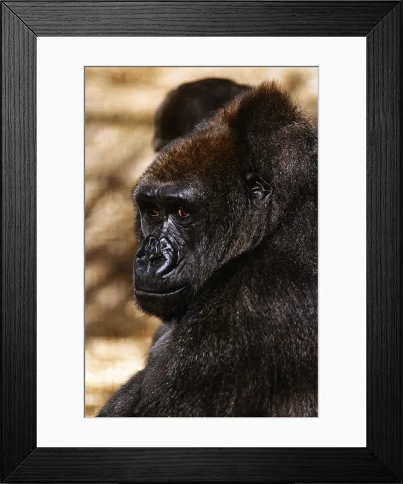 Framed Print : Gorilla looking sad circa 1994 Framed Print : Gorilla looking sad circa 1994