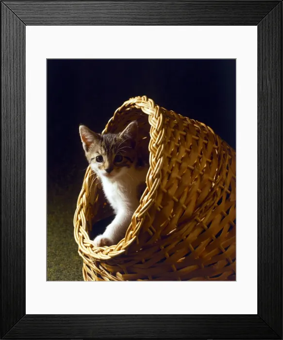 Framed Print : Kitten in a basket circa 1990