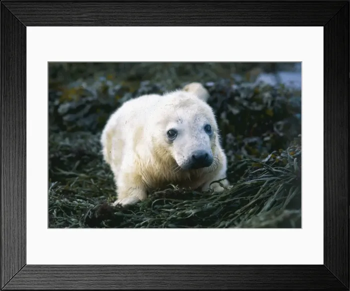 Framed Print : Seal cub lying on grass circa 1985 Framed Print : Seal cub lying on grass circa 1985