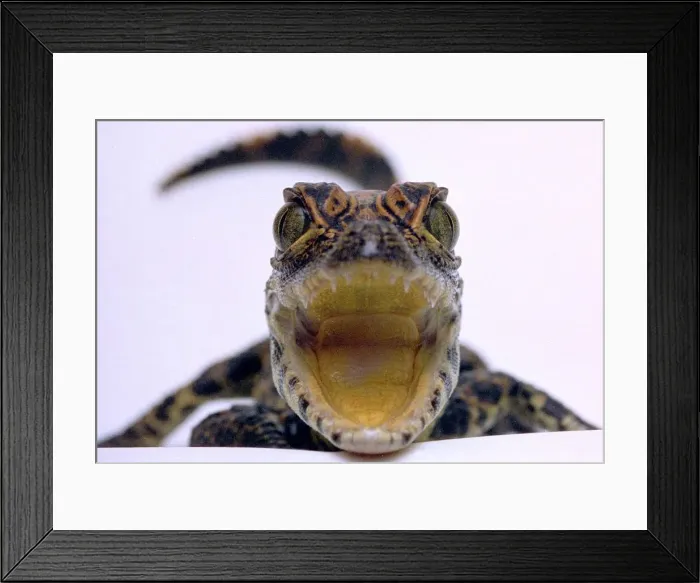 Framed Print : A baby Alligator rests in a shoe at Bristol Zoo November 1997