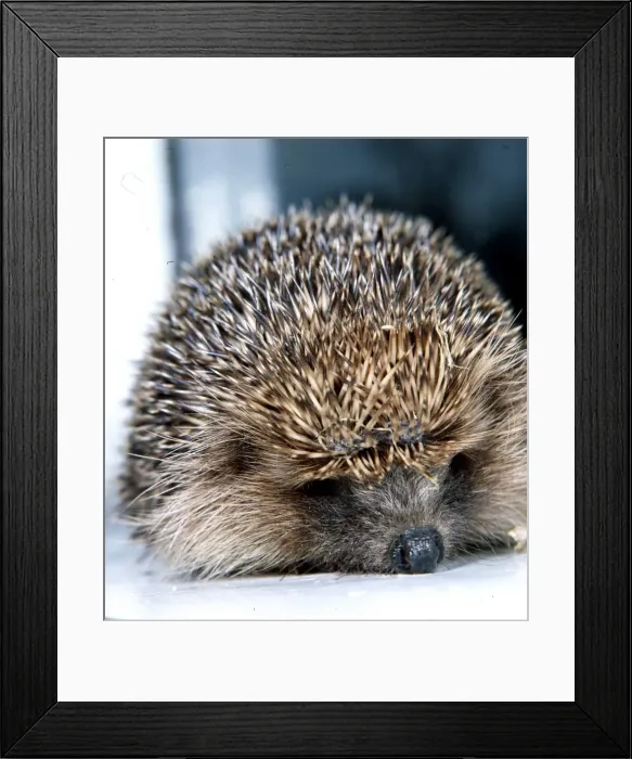 Framed Print : Hedgehog circa 1990 Framed Print : Hedgehog circa 1990