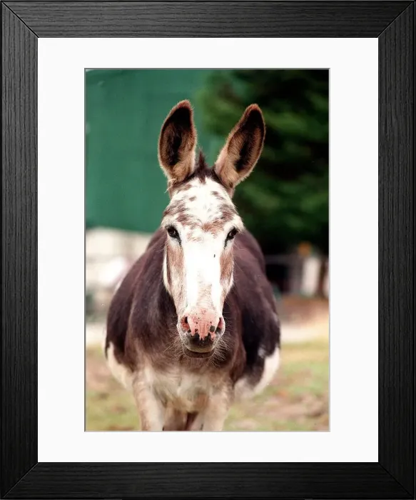 Framed Print : Donkey sanctuary July 1995 Framed Print : Donkey sanctuary July 1995