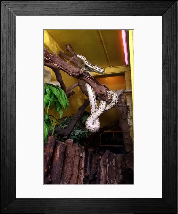 Framed Print : Snake - Boa Constrictor - August 1998 Framed Print : Snake - Boa Constrictor - August 1998