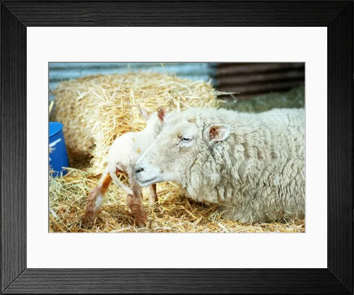 Framed Print : Sheep lying on hay circa March 1996 Framed Print : Sheep lying on hay circa March 1996