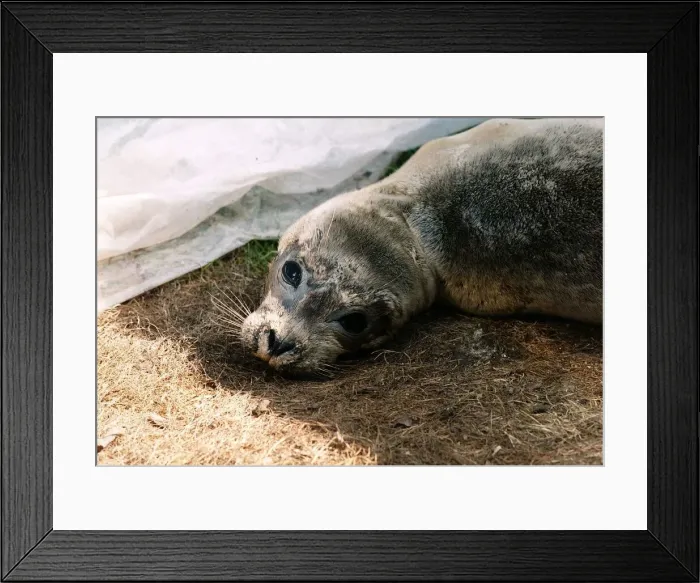Framed Print : The appealing eyes of Peeps the baby seal rescued from a Norfolk beach circa 1989 Framed Print : The appealing eyes of Peeps the baby seal rescued from a Norfolk beach circa 1989
