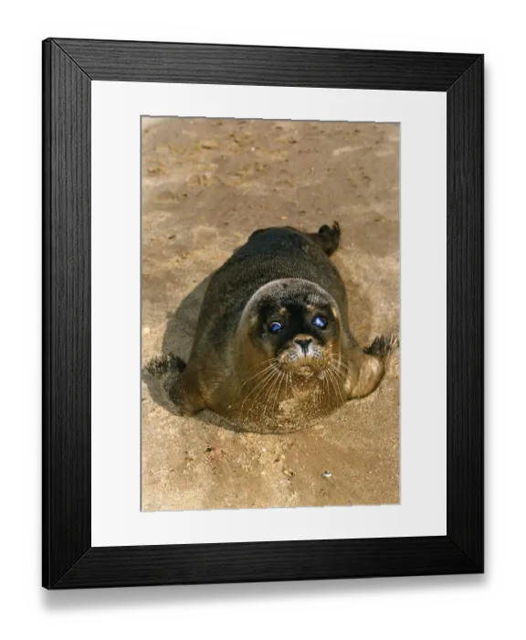 Framed Print : Animals Seals October 1991