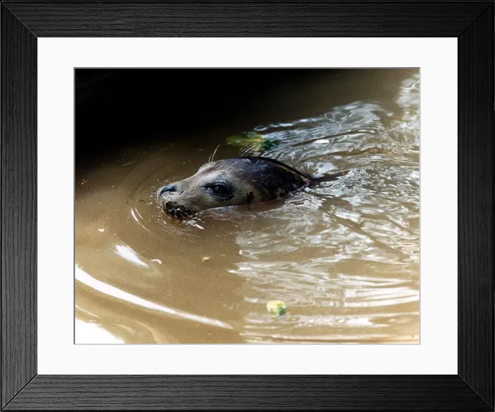 Framed Print : Peeps the Seal circa 1989