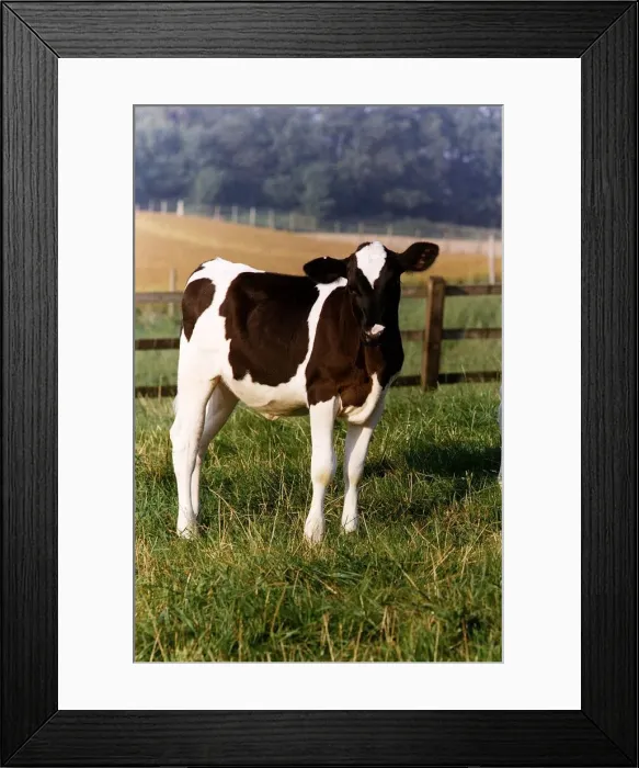 Framed Print : Cow standing in pastures grazing circa 1994 Framed Print : Cow standing in pastures grazing circa 1994
