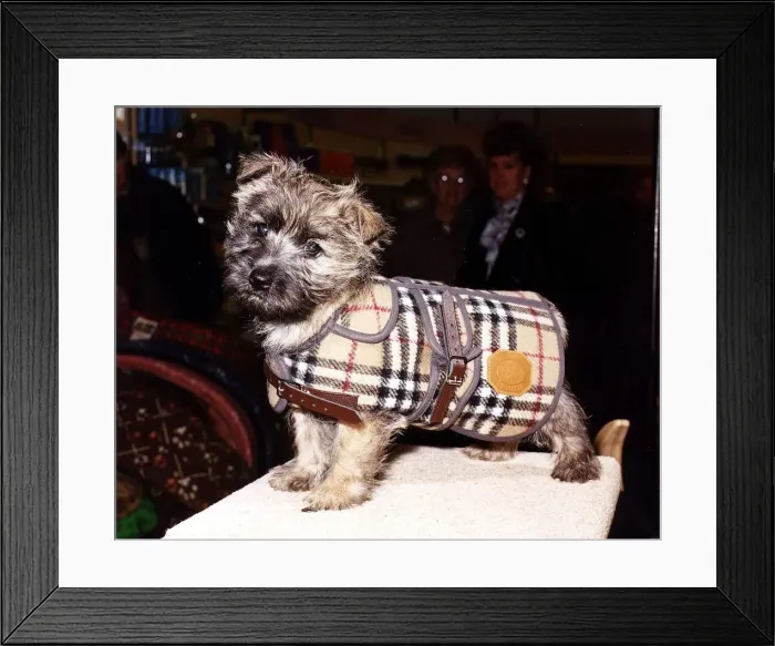 Framed Print : Dog in Burberry coat for £43 circa 1995 Framed Print : Dog in Burberry coat for £43 circa 1995